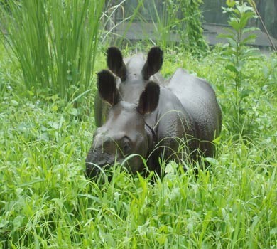 Chitwan national Park, One Horn Rhinoceros