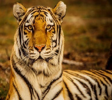 Bengal Tiger, Chitwan National Park